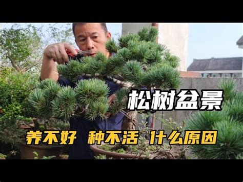 松樹開白花|【松樹開白花】松樹也能開白花？揭曉與柏樹相似的「白色天空」。